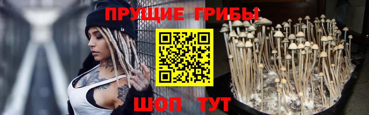 Галлюциногенные грибы Psilocybine cubensis Кимры